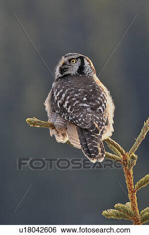 Stock Photograph -  tree wild northern hawk owl looking up over back. Fotosearch