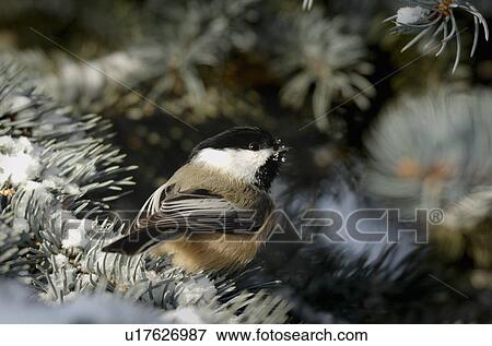 tree winter portrait wild chickadee bird sitting View Large Photo Image Stock Photo - tree winter portrait wild chickadee bird sitting. Fotosearch