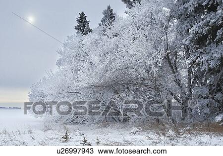 Stock Image -  tree winter scenic frosted trees in rural canada. Fotosearch
