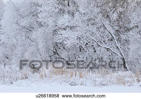 tree winter white landscape image frosted trees View Large Photo Image Stock Photo - tree winter white landscape image frosted trees. Fotosearch