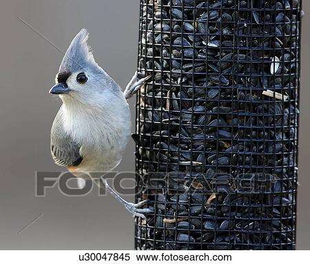 Stock Photography -  tufted titmouse baeolophus bicolor va animals. Fotosearch