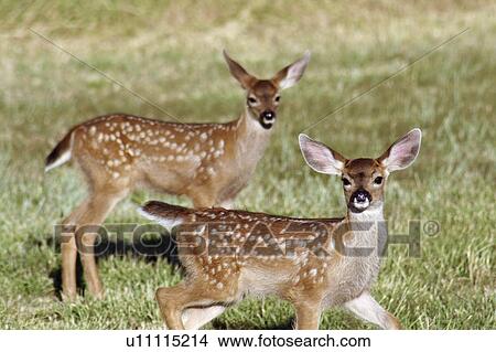 Picture -  two black tail deer fawns looking camera medford. Fotosearch
