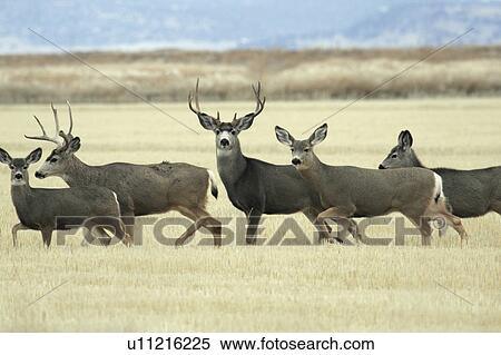 two male mule deer antlers several female in usa View Large Photo Image Stock Photography - two male mule deer antlers several female in usa. Fotosearch