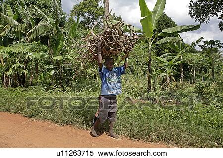 Stock Photography -  uganda carrying firewood kayunga district . Fotosearch