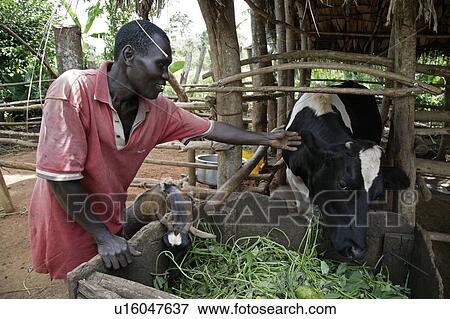 uganda cow nensereko feeding owner batambuze cow View Large Photo Image Stock Photo - uganda cow nensereko feeding owner batambuze cow. Fotosearch