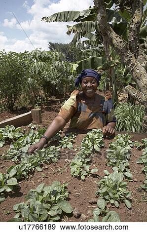 Stock Photo -  uganda farm yudaya namirembe 48 kisoga village. Fotosearch