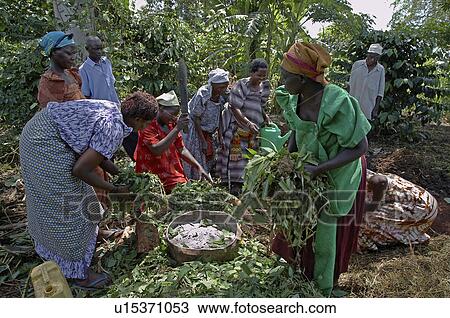 Stock Image -  uganda farmers group organized caritas learning . Fotosearch