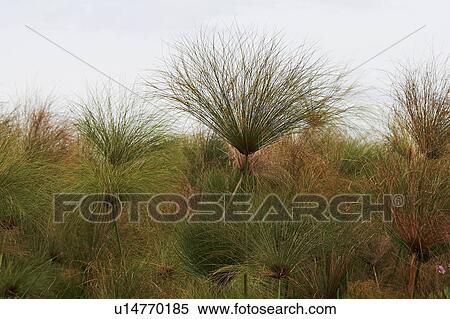 Stock Photography -  uganda papyrus plant kayunga district use in may. Fotosearch