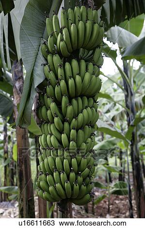 Stock Image -  uganda stem bananas kayunga district use in may. Fotosearch