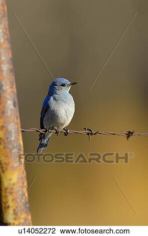 vertical image female mountain bluebird perched View Large Photo Image Stock Image - vertical image female mountain bluebird perched. Fotosearch