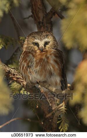 Stock Image -  vertical portrait imagee tiny sawwhet owl . Fotosearch
