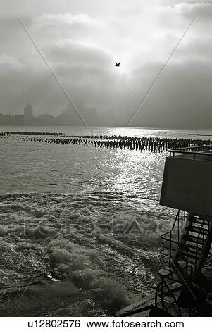 water bird flying over hudson river manhattan 3 View Large Photo Image Stock Photograph - water bird flying over hudson river manhattan 3. Fotosearch