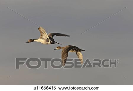 water canvasback ducks in flight canada duck View Large Photo Image Stock Photography - water canvasback ducks in flight canada duck. Fotosearch