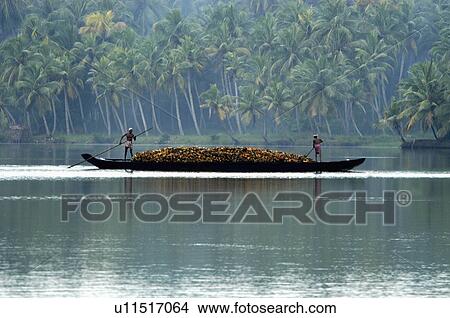Picture -  water coconut shells through backwaters varkala. Fotosearch