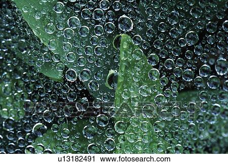 water dew drops spiders web reflects world turns View Large Photo Image Stock Image - water dew drops spiders web reflects world turns. Fotosearch