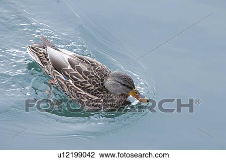 Stock Image -  water female mallard duck swimming in lake north ontario. Fotosearch