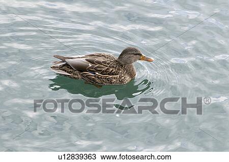 water female mallard duck swimming in lake north ontario View Large Photo Image Stock Image - water female mallard duck swimming in lake north ontario. Fotosearch