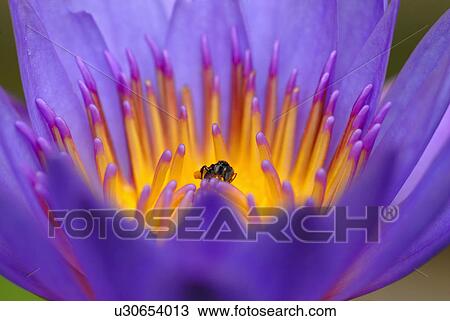 water flowers lily flora bloom blossom close up View Large Photo Image Stock Image - water flowers lily flora bloom blossom close up. Fotosearch