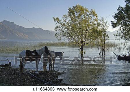 water guatemala lake atitlan horses central water View Large Photo Image Stock Image - water guatemala lake atitlan horses central water. Fotosearch