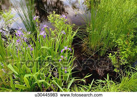Stock Image -  water nature blue flag lake edge plant emergent. Fotosearch