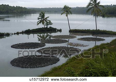 Stock Image -  water nature coconut shells dumped in saline. Fotosearch