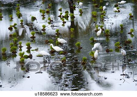 Stock Image -  water nature egrets in paddy field kasaragod. Fotosearch