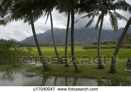 water nature paddy fields district in southern kanyakumari View Large Photo Image Stock Photo - water nature paddy fields district in southern kanyakumari. Fotosearch