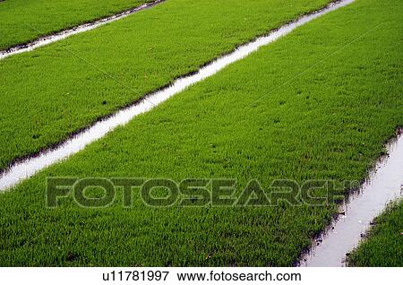 water nature paddy fields district southern nadu View Large Photo Image Stock Photo - water nature paddy fields district southern nadu. Fotosearch