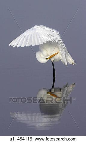 Stock Photography -  water north america usa florida merritt island. Fotosearch