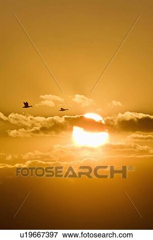 Stock Photo -  water silhouette nature sun ducks sunset canada. Fotosearch