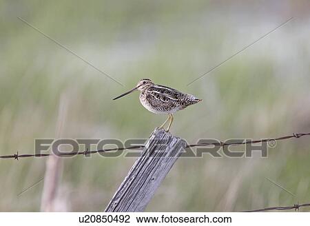 water summer spring nature beauty common snipe View Large Photo Image Stock Image - water summer spring nature beauty common snipe. Fotosearch