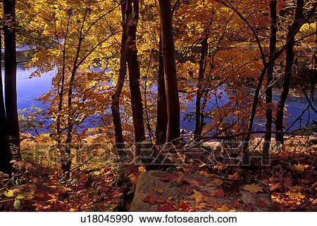 Stock Image -  water tree fall foliage delaware river gap nj. Fotosearch