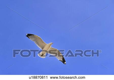white mew gull black wing tips soars wind blue View Large Photo Image Stock Image - white mew gull black wing tips soars wind blue. Fotosearch
