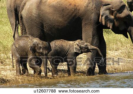 wild asiatic elephants grazing periyar tiger View Large Photo Image Stock Photo - wild asiatic elephants grazing periyar tiger. Fotosearch