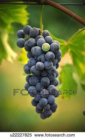 Stock Photography -  wine red grapes vitis vinifera prior harvesting. Fotosearch