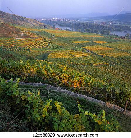 Stock Photo -  wine wachau lower austria non tourismus travel. Fotosearch