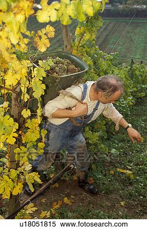 Stock Photography -  wine weinlese lower austria non tourismus travel. Fotosearch