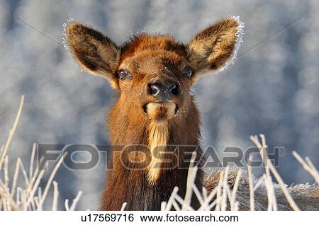 Stock Photograph -  winter close up portrait wild curious elk cow. Fotosearch
