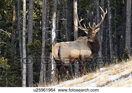 Picture -  winter image large bull elk foraging steep . Fotosearch