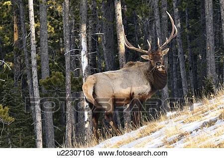Stock Photo -  winter image large bull elk foraging steep . Fotosearch