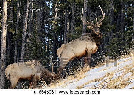 Stock Image -  winter image two large bull elk foraging steep. Fotosearch