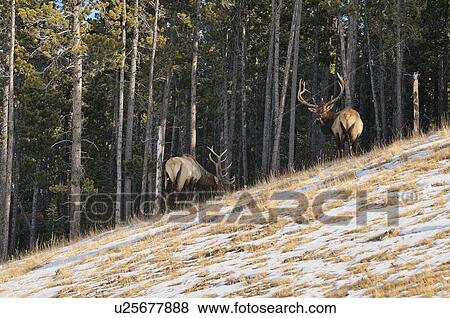 Stock Photo -  winter image two large bull elk foraging steep. Fotosearch