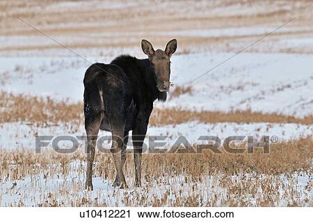 winter scenic adult cow moose out in harvested View Large Photo Image Stock Image - winter scenic adult cow moose out in harvested. Fotosearch