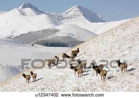 Stock Image -  winter this mountain landscape image herd elk. Fotosearch