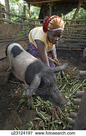 Stock Photo -  woman home uganda in farmer farmers group lugazi . Fotosearch