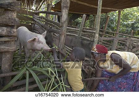 woman home women uganda in farmer najjemba kevin View Large Photo Image Stock Image - woman home women uganda in farmer najjemba kevin . Fotosearch
