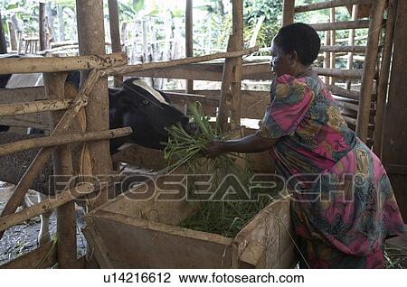 Stock Image -  woman home women uganda ntanda miria kayunga cow . Fotosearch