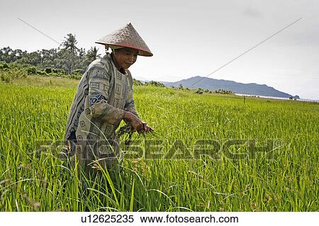 Stock Photography -  woman women indonesia irawati farmer weeding . Fotosearch