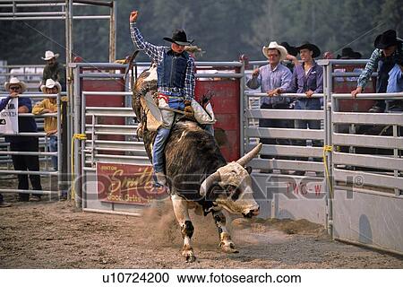 young bull rider back large bucking named stay View Large Photo Image Stock Image - young bull rider back large bucking named stay. Fotosearch