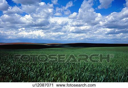 Stock Image -  young corn stalks rolling prairie in oregon farm. Fotosearch